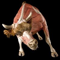 Body Worlds: Animal Inside Out presented by Sendik's Food Markets