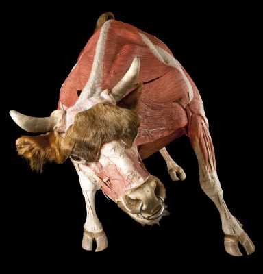 Body Worlds: Animal Inside Out presented by Sendik's Food Markets