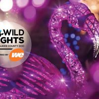 Cheers! Wild Lights