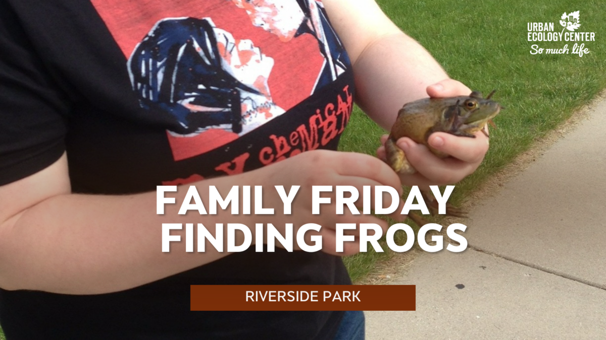 Family Friday – Finding Frogs